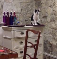 Comendo com gatos, a vez deles