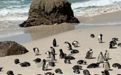 Não vi baleias, nem focas